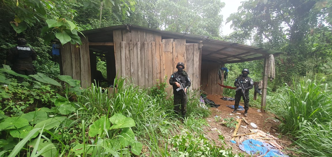 Policía Militar del Orden Público realizó aseguramiento de plantación de droga